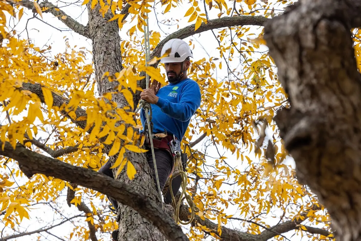 Skilled Tree Pruning crew working in Naturita