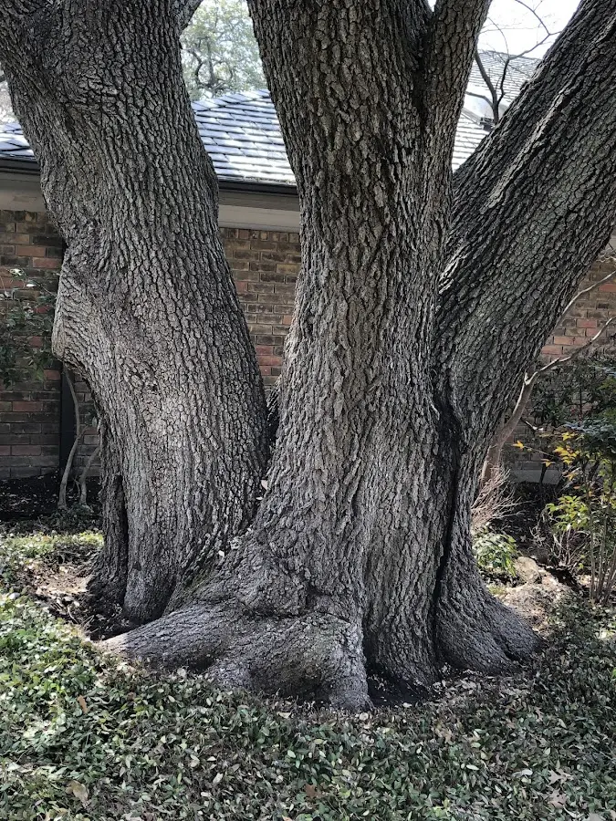 Mature heritage tree close to a Naturita property cared for by certified arborists